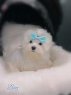 Prachtig mini maltezer reutje, Dieren en Toebehoren, België, Maltezer, 15 weken tot 1 jaar, Reu