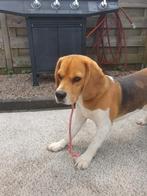 Mooie Beagle, Dieren en Toebehoren, Reu, 1 tot 2 jaar, Eén hond, Middel