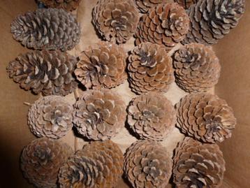 1 x 20 super mooie grote donkere DENNENAPPELS 15 cm ( T ) beschikbaar voor biedingen