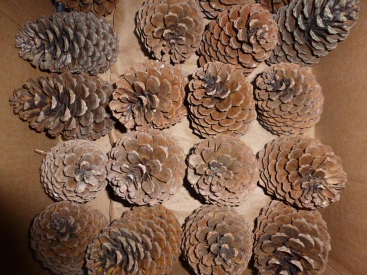 1 x 20 super mooie grote donkere DENNENAPPELS 15 cm ( T ), Hobby en Vrije tijd, Knutselen, Nieuw, Knutselwerk, Ophalen of Verzenden