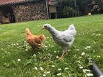2 jonge Wyandotte kriel hennetjes, Dieren en Toebehoren, Vrouwelijk, Kip