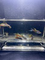Endler guppy mannen te koop, Dieren en Toebehoren