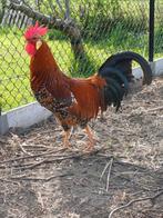 Broedeieren leghorn porselein, Dieren en Toebehoren, Pluimvee, Geslacht onbekend, Kip