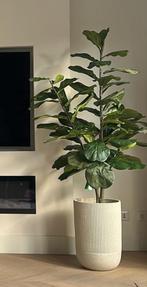 Kunstplant Ficus lyrata 180 cm, Ophalen of Verzenden, Zo goed als nieuw