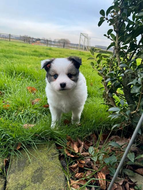 Keeshond X Pomsky pups te koop!, Dieren en Toebehoren, Honden | Poolhonden, Keeshonden en Oertypen, Meerdere dieren, Keeshond