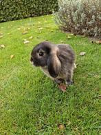 Dwerghangoor konijntje, Dieren en Toebehoren, Konijnen, Mannelijk, Dwerg, Hangoor, 0 tot 2 jaar
