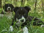Nieuw* Border Collie x Australian Shepherd Pups Zoeken Thuis, Dieren en Toebehoren, Particulier, 8 tot 15 weken, Reu, Nederland