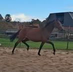 Veelbelovende KWPN merrie V Impresario x Oscar, Dieren en Toebehoren, Paarden, Merrie, Dressuurpaard, Ontwormd, Onbeleerd