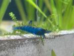 Blue dream garnalen, Dieren en Toebehoren, Vissen | Aquariumvissen, Kreeft, Krab of Garnaal, Zoetwatervis