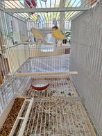 Tekoop jonge kanaries, Dieren en Toebehoren, Vogels | Kanaries, Mannelijk