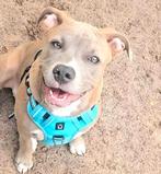 Liefdevol thuis gezocht vr lieve PUP  'Joy' EERST LEZEN AUB, Dieren en Toebehoren, Rabiës (hondsdolheid), 15 weken tot 1 jaar