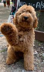 KNAPPE LABRADOODLE DEKREU PUK️, 3 tot 5 jaar, Reu, Nederland, Eén hond