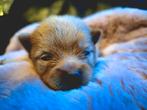 Super mooie Pomeriaan puppy's, Dieren en Toebehoren, Overige rassen, CDV (hondenziekte), 8 tot 15 weken, Meerdere