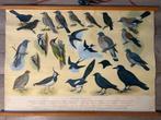 Vogels bij ons huis, no 1, Antiek en Kunst, Antiek | Schoolplaten, Ophalen of Verzenden, Natuur en Biologie