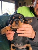 rottweiler pups te koop, Dieren en Toebehoren, Honden | Dekreuen, 8 tot 15 weken, Meerdere, Meerdere dieren, Nederland