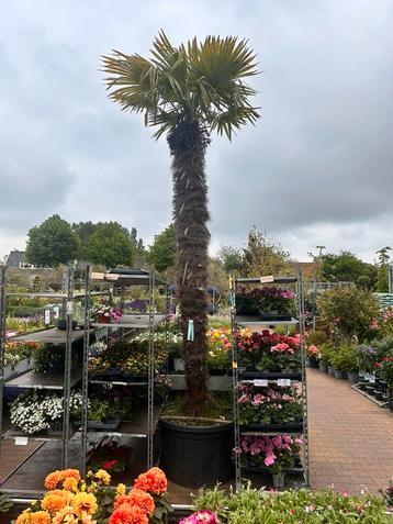 AKTIE! Palmboom - Chamaerops Excelsa  beschikbaar voor biedingen