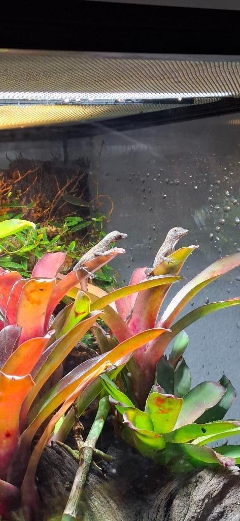 Anolis argenteolus 1.1 / 0.0.8 (kweekkoppel of jonge dieren), Dieren en Toebehoren, Reptielen en Amfibieën, Hagedis, 0 tot 2 jaar