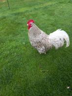 Mooie haan. Amrock, Dieren en Toebehoren, Pluimvee, Mannelijk, Kip