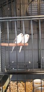 Koppels bonte diamant duiven, Dieren en Toebehoren, Vogels | Overige Vogels, Meerdere dieren