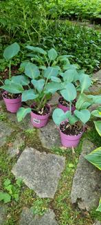 Hosta blauwgroen blad, Ophalen, Zomer, Overige soorten, Halfschaduw