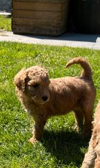 Prachtige Labradoodle pups te koop, Dieren en Toebehoren, Honden | Niet-rashonden, CDV (hondenziekte), 8 tot 15 weken, Meerdere