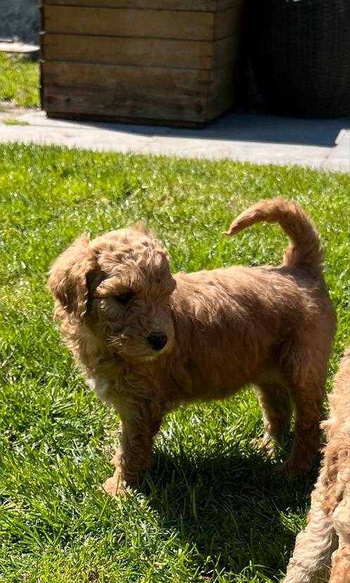 Prachtige Labradoodle pups te koop, Dieren en Toebehoren, Honden | Niet-rashonden, Middel, Meerdere dieren, Particulier, Meerdere