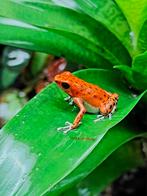 Oophaga pumilio bastimentos RFB, Amfibie