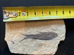 Fossiele vis - 50 miljoen jaar oud - Ecoceen, Verzamelen, Ophalen of Verzenden, Fossiel