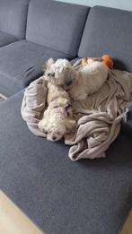 Twee lieve boomertjes., Dieren en Toebehoren, Honden | Chihuahua's en Gezelschapshonden, Rabiës (hondsdolheid), Overige rassen