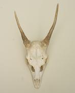 DAMHERT SPIES GEWEI, Ophalen of Verzenden, Gebruikt, Hert, Gewei of Kop