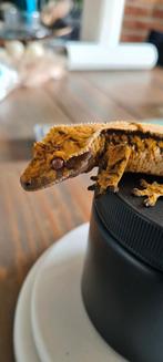 Wimpergekko man, Dieren en Toebehoren, Hagedis, Tam, 0 tot 2 jaar