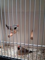 Mooi koppeltje spitstaarten, Dieren en Toebehoren, Meerdere dieren