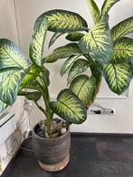 Super mooie Dieffenbachia, Huis en Inrichting, Ophalen of Verzenden, Overige soorten, Minder dan 100 cm