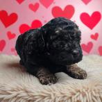Toypoedel dwergpoedel puppy's 🐾getest🐾 middenslag  pups, Dieren en Toebehoren, Honden | Chihuahua's en Gezelschapshonden, Poedel