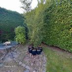 Zwarte Bamboe - Diverse Maten Beschikbaar, Tuin en Terras, Planten | Bomen, Bloeit niet, Overige soorten, 100 tot 250 cm, Ophalen