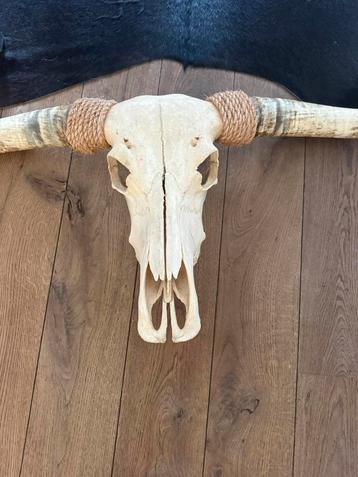 Mooie echte longhorn beschikbaar voor biedingen