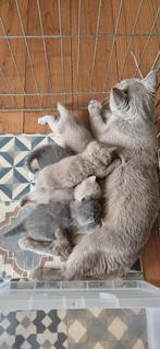 Britse korthaar kittens, Meerdere dieren, Ontwormd