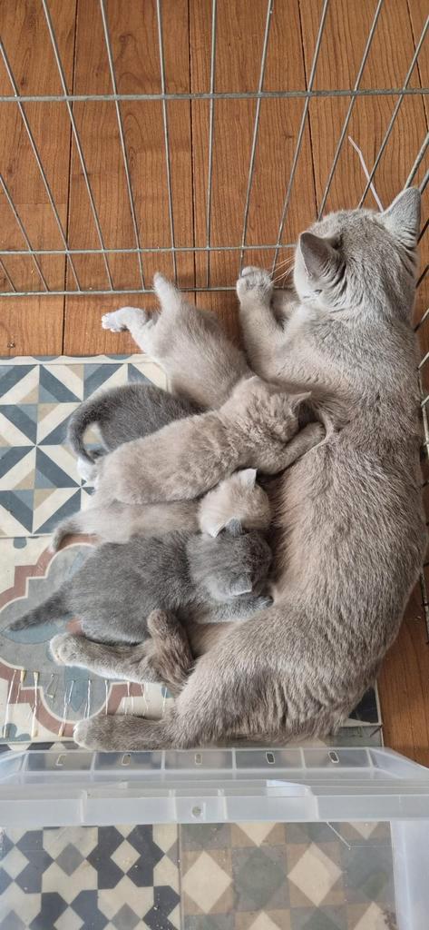 Britse korthaar kittens, Dieren en Toebehoren, Katten en Kittens | Raskatten | Korthaar, Meerdere dieren, Ontwormd