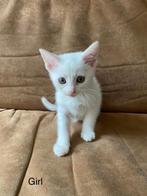 Angora en cyperse kittens te koop, Dieren en Toebehoren, Meerdere dieren, 0 tot 2 jaar
