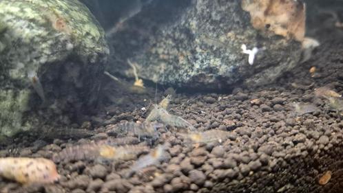 Een heleboel glasgarnalen te koop aquarium vis, Dieren en Toebehoren, Vissen | Aquariumvissen