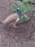 Jonge pauwhaan. Uitgebroed door de hen zelf., Dieren en Toebehoren, Pluimvee, Meerdere dieren, Overige soorten