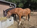 Lieve 12 jarige merrie ( draagmerrie ), Merrie, Gechipt, Niet van toepassing, 160 tot 165 cm
