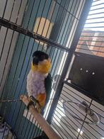 Zwartkop Caique, Dieren en Toebehoren, Vogels | Parkieten en Papegaaien, Mannelijk, Papegaai, Geringd