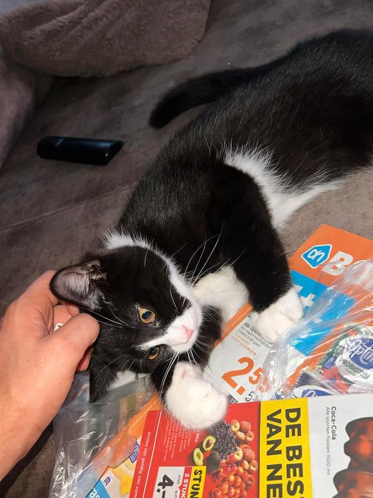half Brits Korthaar / half Ragdoll kitten, Dieren en Toebehoren, Katten en Kittens | Overige Katten, Kortharig, Meerdere dieren