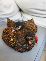 Sebright kip en haan engels soort., Dieren en Toebehoren, Overige Dieren, April, Meerdere dieren