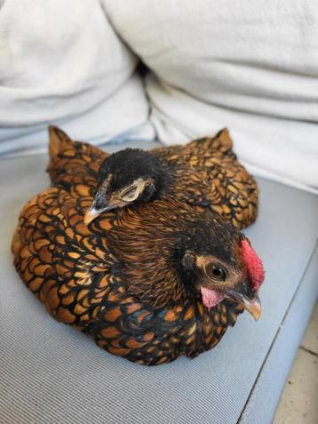 Sebright kip en haan engels soort.  beschikbaar voor biedingen