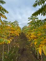 Juglans nigra Zwarte walnoot, Tuin en Terras, Planten | Bomen, Ophalen, Volle zon, Overige soorten
