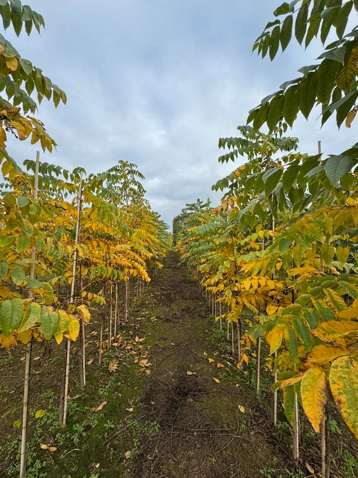 Juglans nigra Zwarte walnoot, Tuin en Terras, Planten | Bomen, Overige soorten, Volle zon, Ophalen