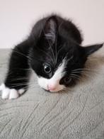 Kittens ragdoll, Dieren en Toebehoren, Katten en Kittens | Raskatten | Langhaar, Meerdere dieren, Ontwormd