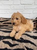 Maltipoo pups, maltezer x toy poedel, Dieren en Toebehoren, Honden | Chihuahua's en Gezelschapshonden, Overige rassen, CDV (hondenziekte)